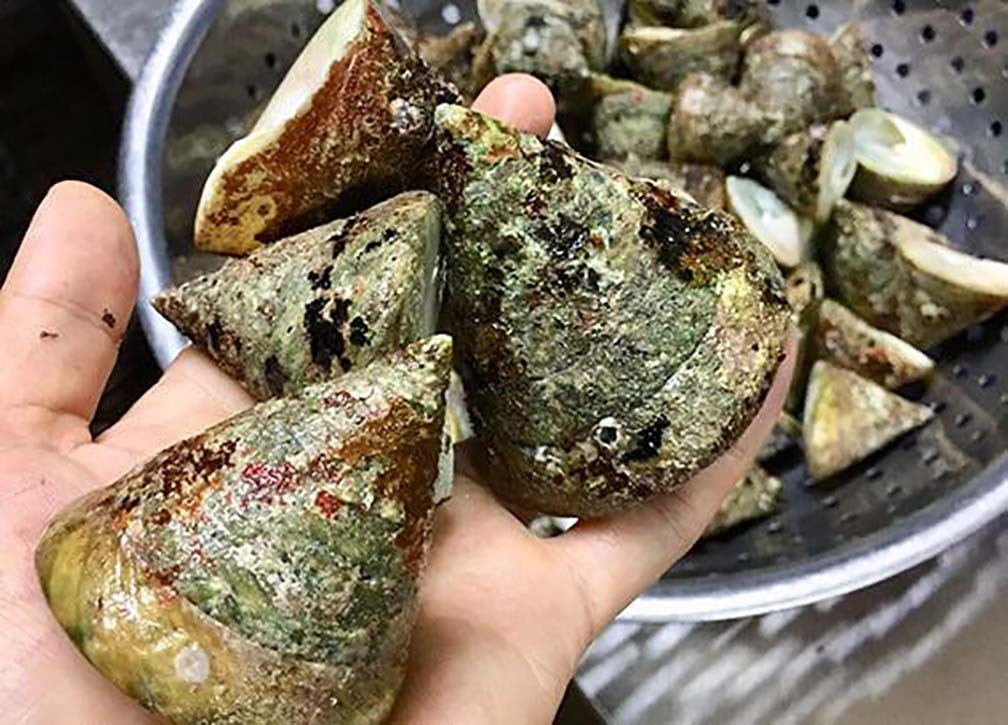 Ốc vú nàng là đặc sản quý hiếm sống trên các ghềnh đá tại một số nơi như biển Côn Đảo, Cù Lao Chàm (Quảng Nam), Khánh Hòa, Lý Sơn (Quảng Ngãi)... Ảnh: Dân Việt
