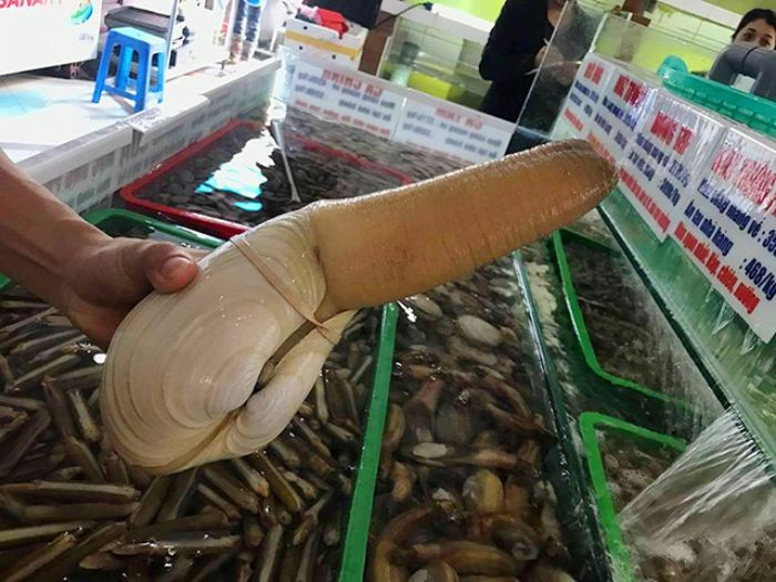 Tu hài là loại hải sản quý, có giá trị dinh dưỡng cao và được bán với giá khá đắt đỏ. Ảnh: HaisanTrungNam