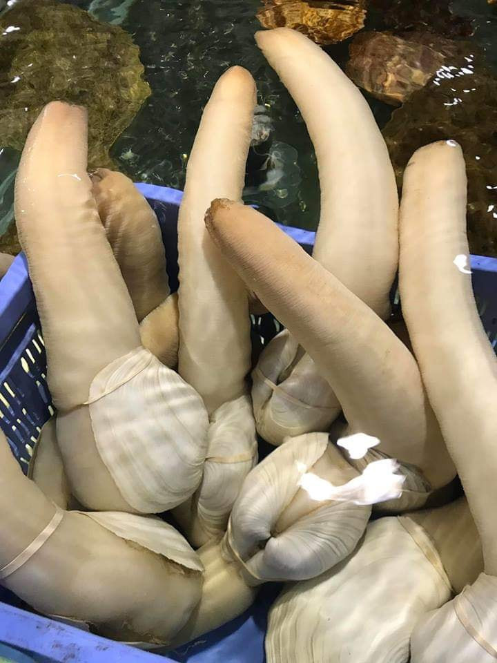 Hiện tại, tu hài Canada nhập khẩu về Việt Nam kích thước 1 - 2 kg/con có giá khoảng 700.000 - 800.000 đồng/kg. Ảnh: Đại Hải Thuỷ