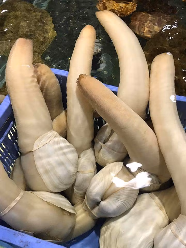 Hiện tại, tu hài Canada nhập khẩu về Việt Nam kích thước 1 - 2 kg/con có giá khoảng 700.000 - 800.000 đồng/kg. Ảnh: Đại Hải Thuỷ