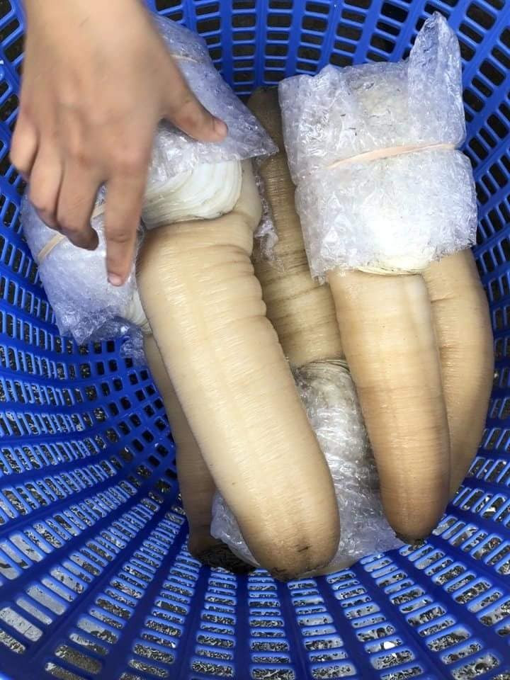 Tuy nhiên, có thời điểm tu hài Canada được người tiêu dùng Việt săn lùng và có giá lên tới 10 triệu đồng/con. Ảnh: Facebook