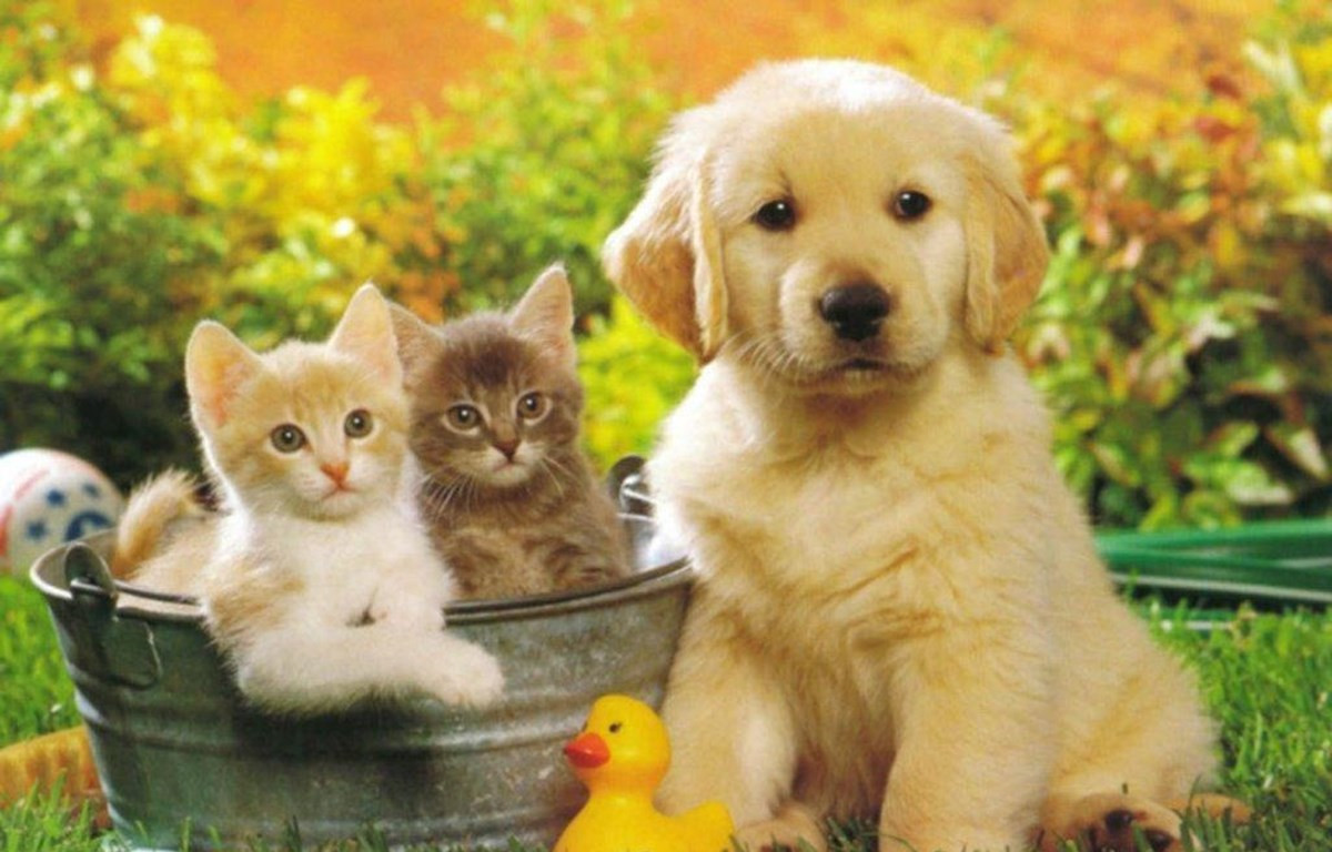 Tết Nguyên đán là dịp để mọi người dành thời gian thư giãn, nghỉ ngơi bên gia đình hoặc du lịch. Vì thế, dịch vụ làm đẹp, trông thú cưng ngày Tết cũng tăng cao. Ảnh: Vietnamplus