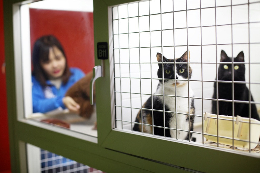 Không chỉ làm đẹp, dịch vụ gửi chó, mèo ở khách sạn ngày Tết cũng tăng cao. Theo đó, phí lưu chuồng dao động từ 100.000 đồng đến một triệu đồng mỗi ngày. Ảnh: Pet Mart