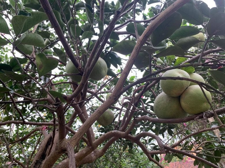 Khu vườn rộng rãi trồng đủ các loại cây ăn trái như bưởi, mít, khế, nhãn... Ảnh: Người đưa tin