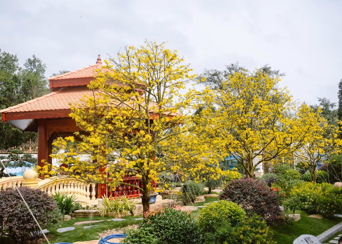 Khu vườn rực rỡ đủ loại cây và hoa. Ảnh: Facebook