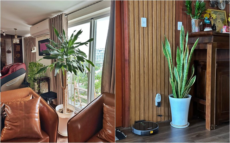 Bên trong nhà cũng được nam MC trưng bày nhiều chậu cây lớn nhỏ khác nhau. Nguồn ảnh: FBNV