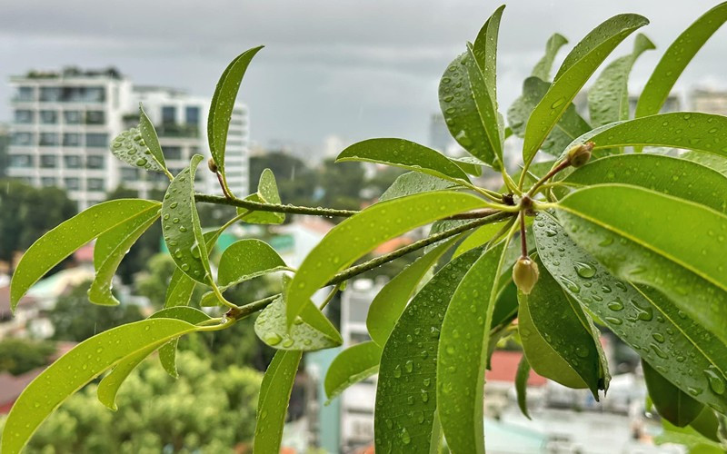 Cây hồng xiêm đang trổ hoa.