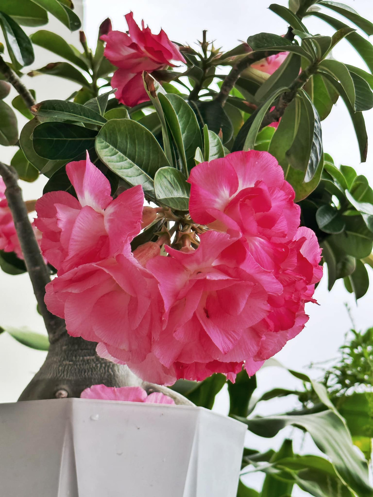 Chậu hoa rực rỡ làm bừng sáng cả một góc ban công.