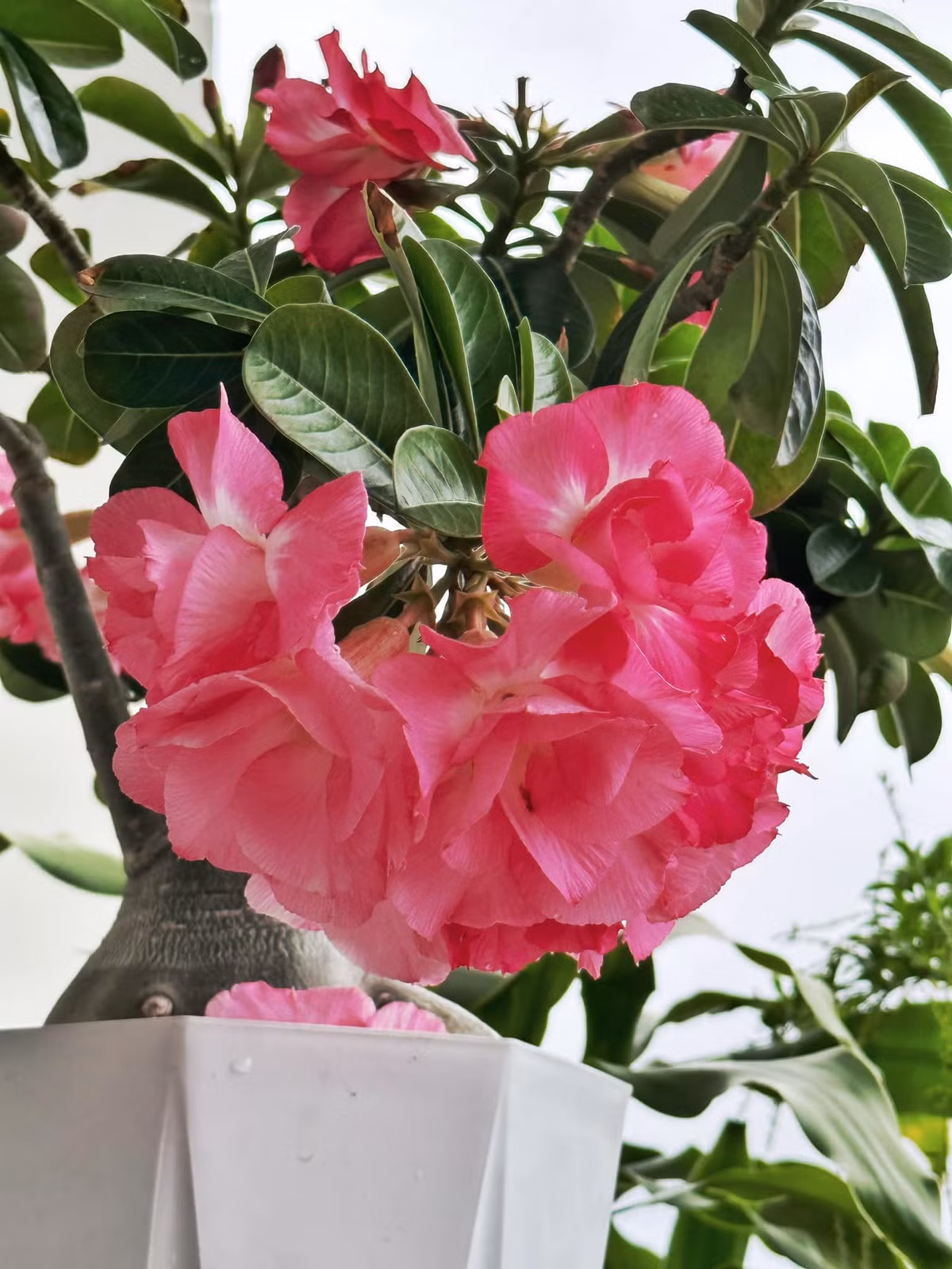 Chậu hoa rực rỡ làm bừng sáng cả một góc ban công.