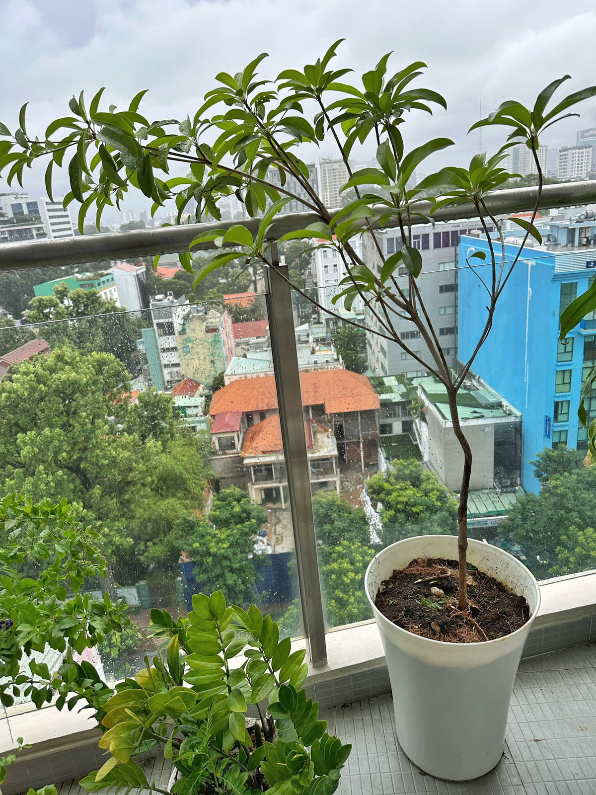 Ngoài hoa, MC Nguyên Khang còn trồng cả cây ăn quả.