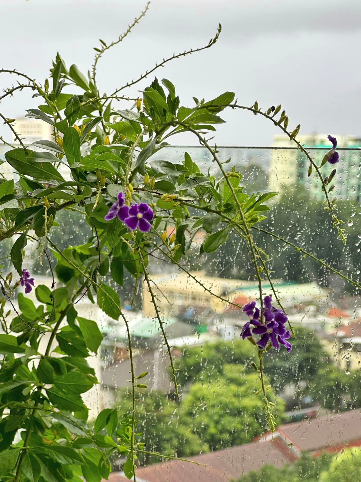 Ai cũng khen MC Nguyên Khang mát tay khi chăm sóc tốt khu vườn ngoài ban công.