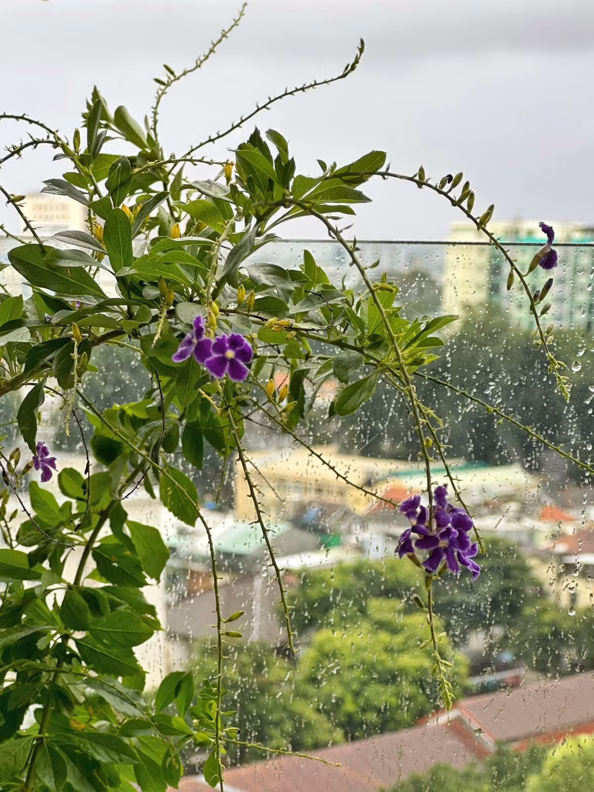 Ai cũng khen MC Nguyên Khang mát tay khi chăm sóc tốt khu vườn ngoài ban công.