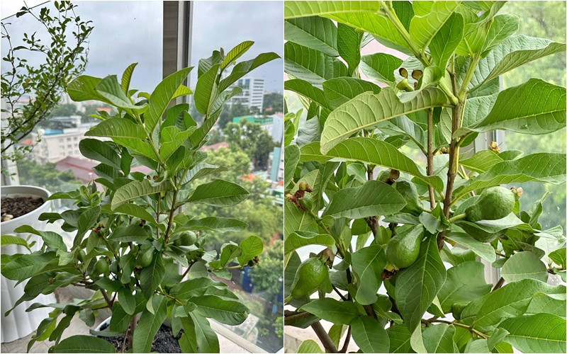 Cây ổi bắt đầu cho trái.