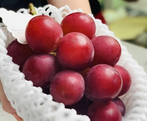 Trong khi đó, đại diện Tập đoàn Mia Group, đơn vị nhập khẩu chính hãng nho Ruby Roman Nhật Bản về Việt Nam cho biết, nho Ruby Roman Nhật Bản hiện vẫn chưa vào mùa. Ảnh: VietFruit