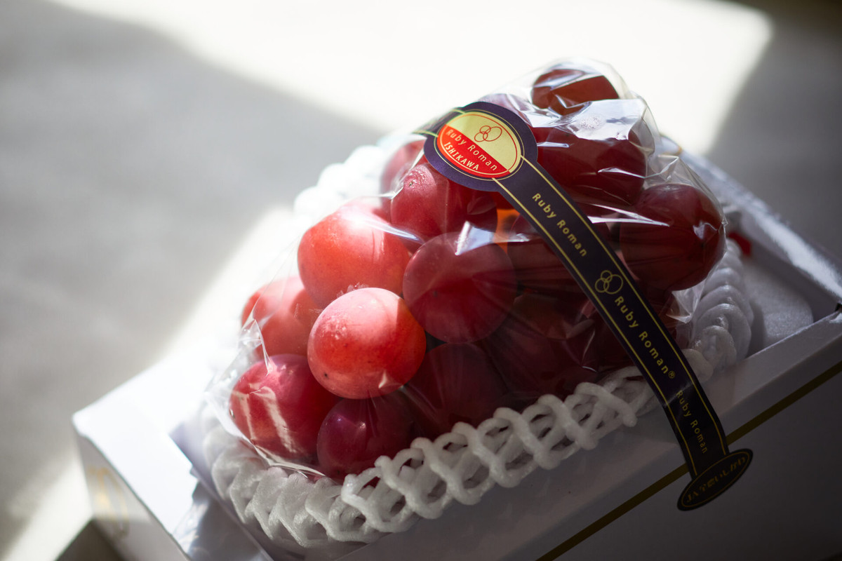 Trong khi đó, nho Ruby Roman Nhật Bản đạt chuẩn khi thu hoạch phải đạt trọng lượng từ 500- 700 gram/chùm, mỗi trái từ 20 - 30 gram, tương đương 1 trái bóng bàn. Ảnh: ishikawafood