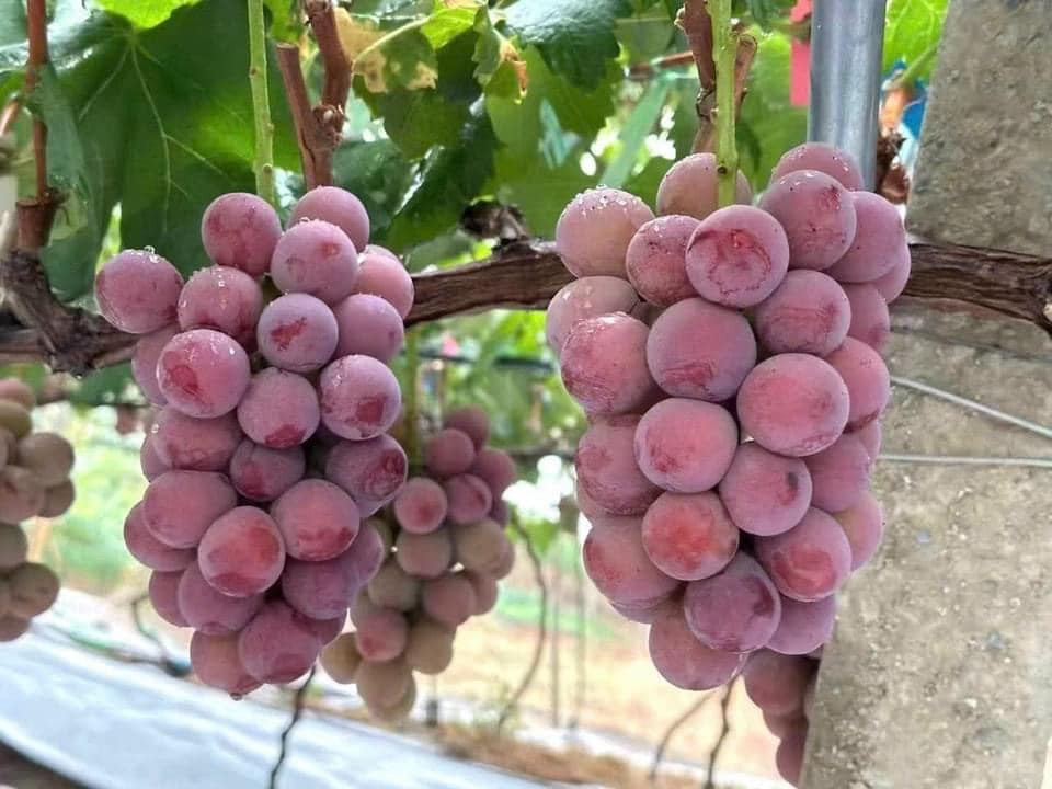 Queen Nina trái to, mọng nước, mỗi trái có trọng lượng từ 15- 20g/trái, vỏ màu đỏ hồng tím tùy theo đợt thu hoạch. Ảnh: FB Vũ Ngọc Thùy Dương