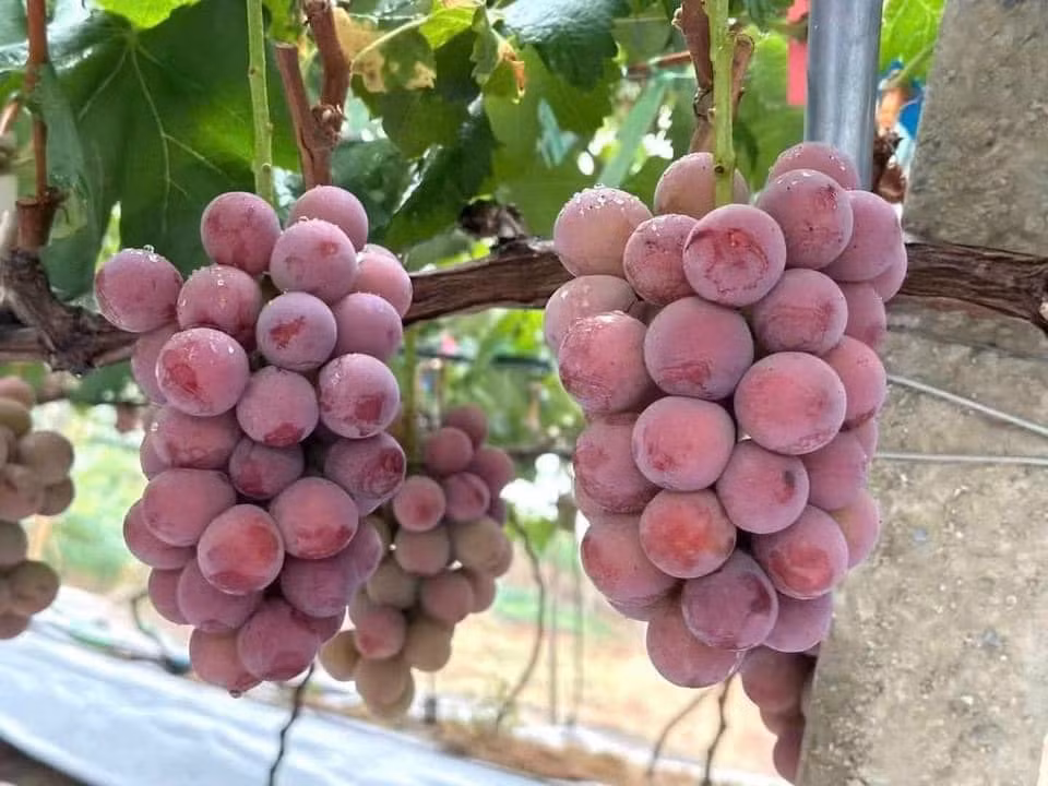 Queen Nina trái to, mọng nước, mỗi trái có trọng lượng từ 15- 20g/trái, vỏ màu đỏ hồng tím tùy theo đợt thu hoạch. Ảnh: FB Vũ Ngọc Thùy Dương