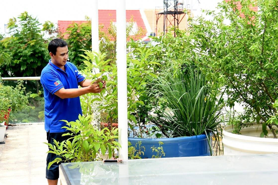 Hàng loạt cây cóc, cây chanh, cây ổi, cây lựu... sai trĩu quả.