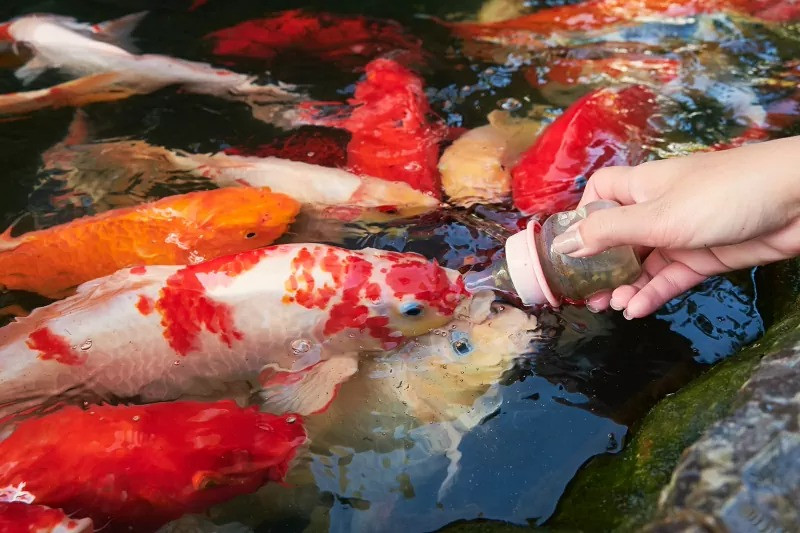 Giống như nhiều loài cá khác, cá Koi có thể nhận ra chủ nếu được cùng một người chăm sóc thường xuyên. Ảnh: Lovetoknowpets