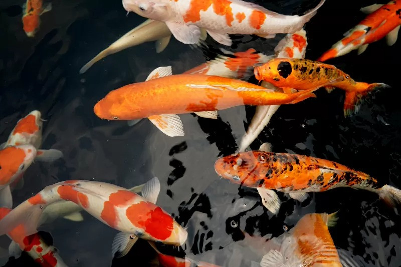 Không những thế, trong số 600.000 chú cá Koi con, hầu hết đều có khả năng gặp dị tật. Ảnh: Lovetoknowpets