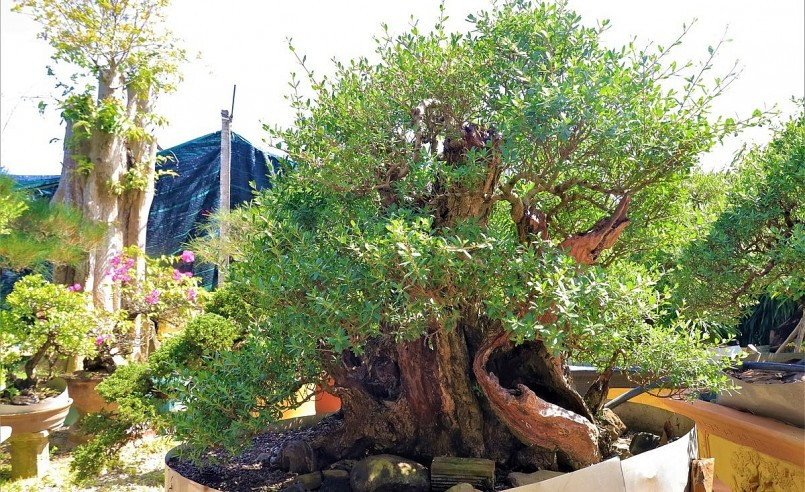 Khu vườn của Lê Ngọc Phước rộng trên 1.300 m2, có rất nhiều loại cây với độ tuổi cao như hải sơn tùng (bằng phi), gốc sung, lộc vừng, linh sam, nguyệt quế... Ảnh: Thuonghieusanpham