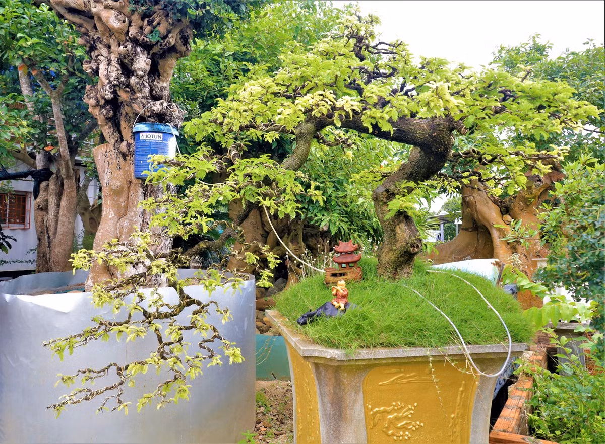 Lê Ngọc Phước cho biết thích sưu tầm các loại cây cảnh độc lạ, cứ nghe tin ở đâu có cây thích, xa đến mấy anh cũng chạy xe tới mua ngay. Ảnh: Thuonghieusanpham