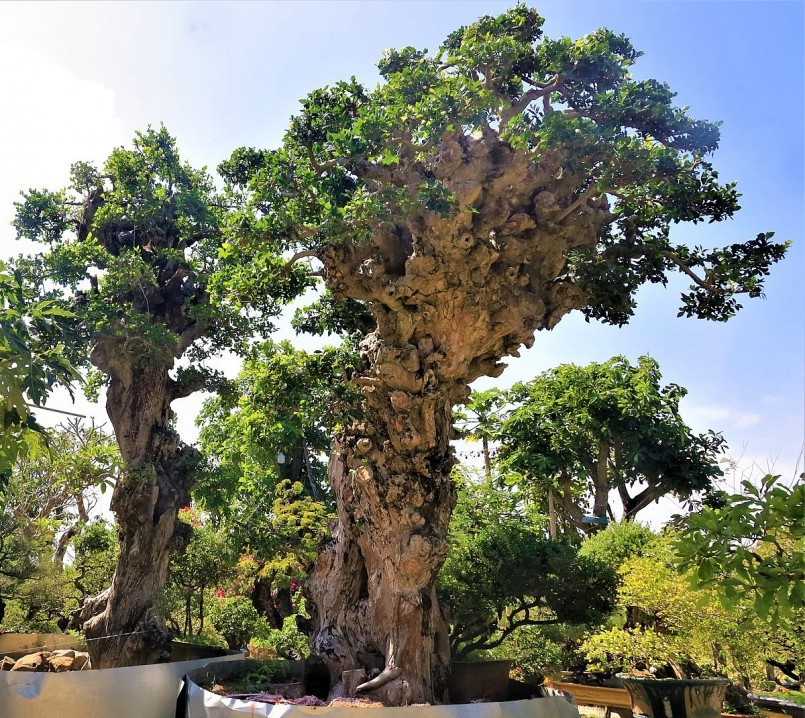 Cây duối gốc sần sùi trên 700 triệu đồng. Ảnh: Plo