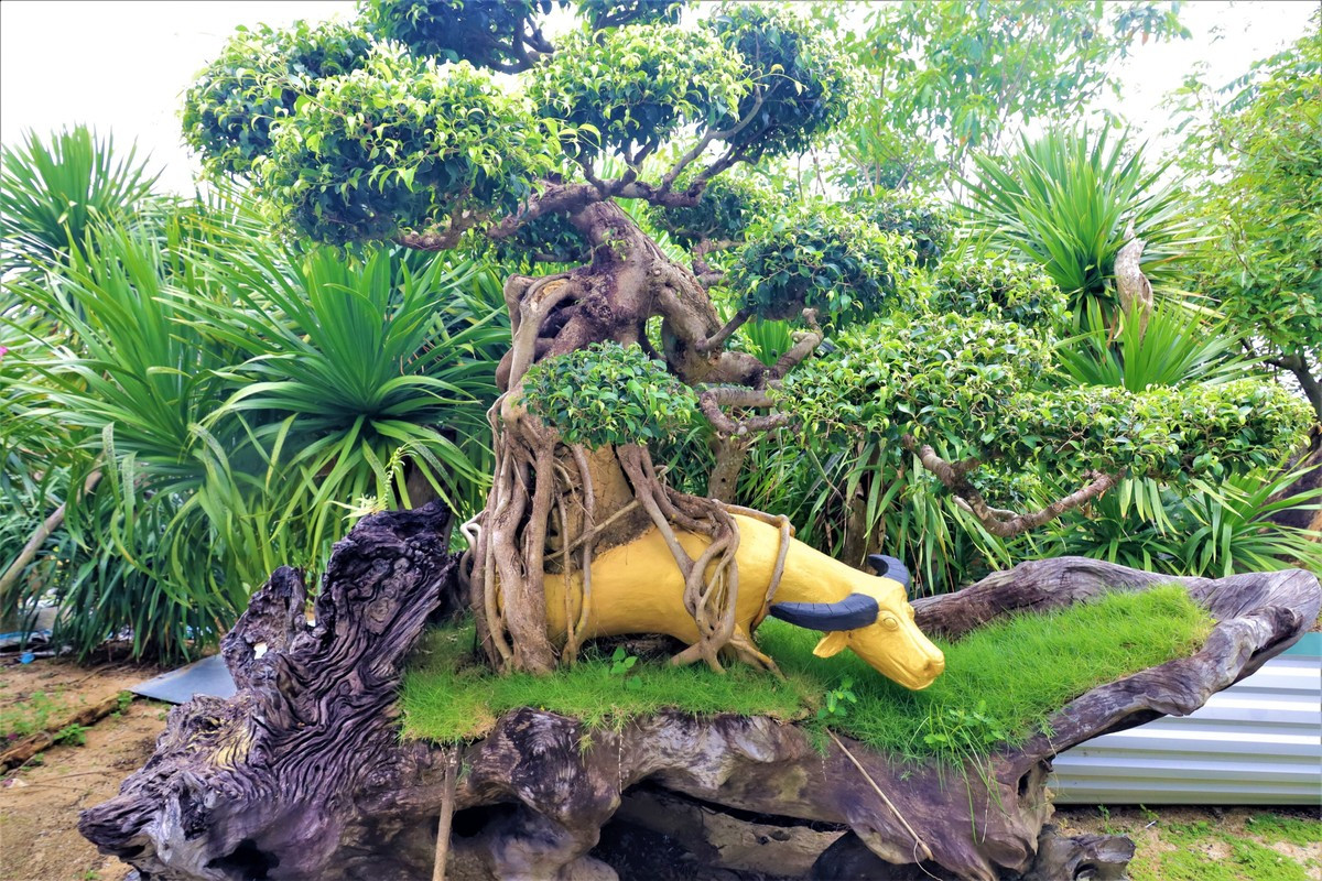 Ông chủ trẻ của khu vườn tiền tỷ tiết lộ, mua để chơi, chưa có ý định bán, trước mắt có thể cùng nhau trao đổi cây để thỏa mãn lòng đam mê là vui nhất. Ảnh: Plo