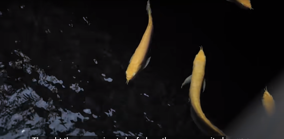 Phía dưới cầu có hồ nuôi một đàn cá rồng và cá koi.