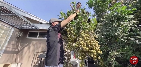 Vợ chồng nghệ sĩ Bảo Quốc tự tay trồng và chăm sóc nên khu vườn luôn xanh tốt và sai trĩu quả.