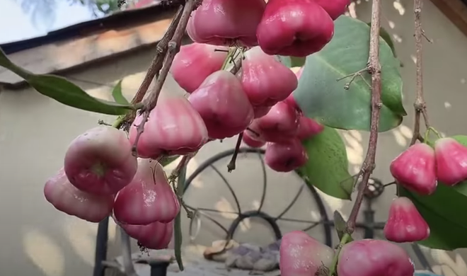 Ngoài nhãn, trong vườn nhà NSƯT Bảo Quốc còn trồng nhiều mận (quả roi).