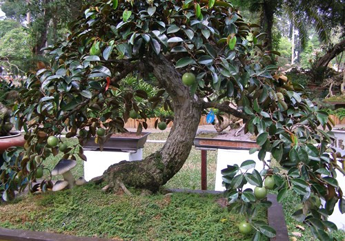 Có dáng thấp nhưng cây vú sữa bonsai vẫn siêu trái. Ảnh: Hoacanhquangvy
