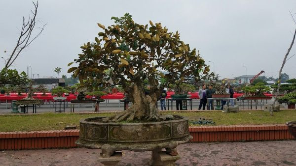 Điểm độc đáo của tác phẩm vú sữa bonsai cao gần 2m này là bộ rễ tỏa đều các hướng, thân cây có những cục u nần. Ảnh: Hoacanhquangvy