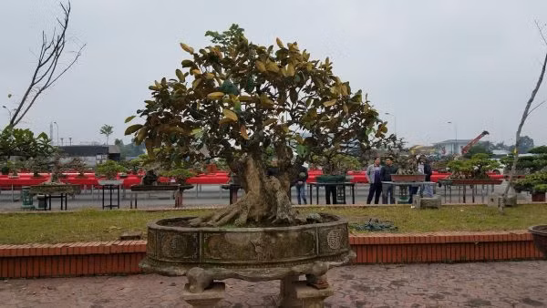 Điểm độc đáo của tác phẩm vú sữa bonsai cao gần 2m này là bộ rễ tỏa đều các hướng, thân cây có những cục u nần. Ảnh: Hoacanhquangvy