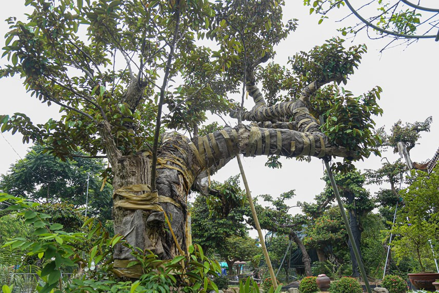 Những cây vú sữa đạt độ “cổ, kỳ, mỹ” khiến người xem phải trầm trồ. Ảnh: Daidoanket