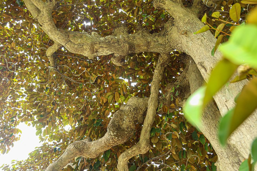 Các cây vú sữa cổ trong vườn do anh Đăng dày công trồng và sưu tầm hàng chục năm qua. Ảnh: Daidoanket