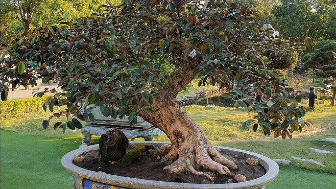 Vú sữa bonsai dáng nghiêng đẹp mắt. Tán cây được tỉa đều tạo nên một vòm tròn đặc sắc. Ảnh: Hoacanhquangvy