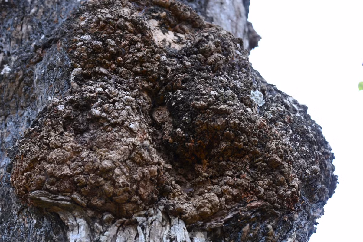 Dưới thân cây có nhiều u sần, lồi, lõm, mang dấu ấn thời gian. Ảnh: Tiền phong