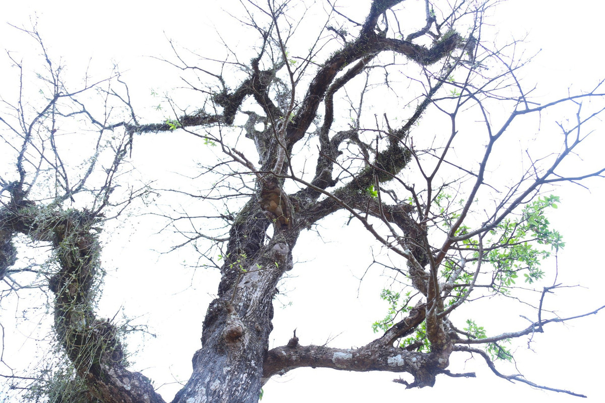 Nhiều cành đâm chồi xanh non mơn mởn, khẳng định sức sống mãnh liệt. Ảnh: Tiền phong