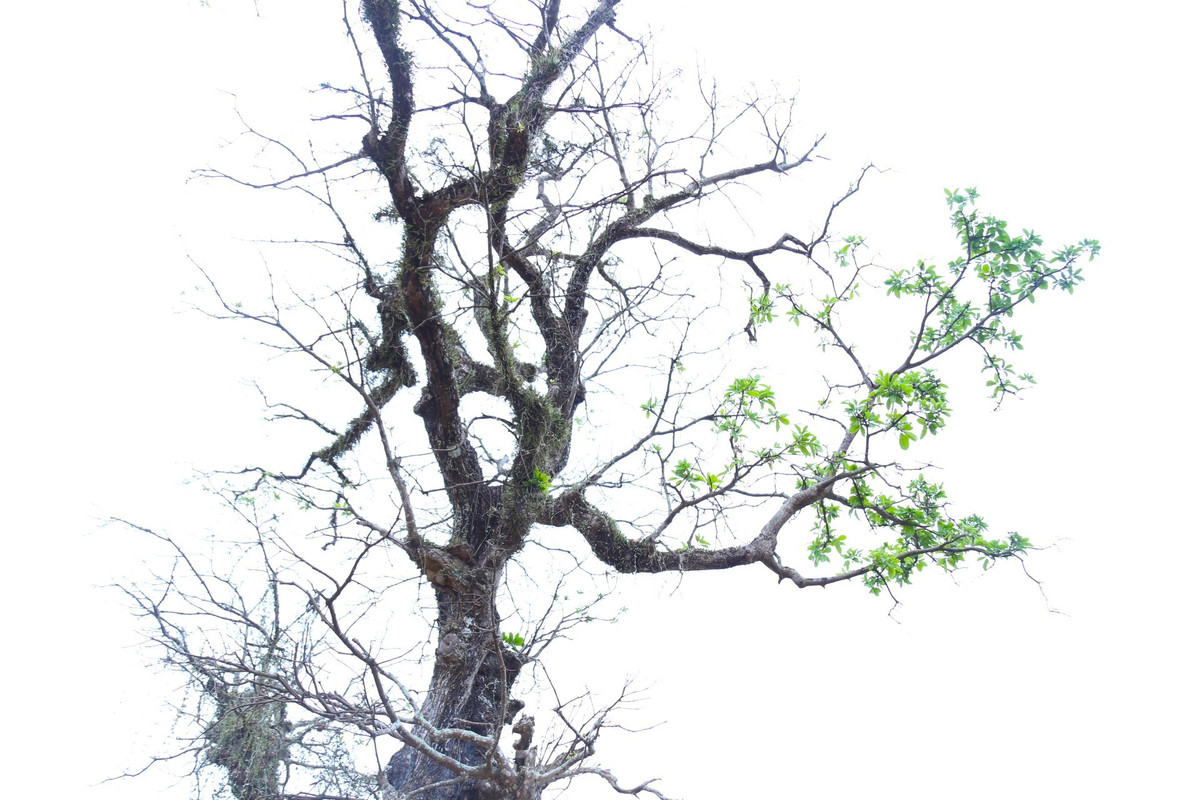 Với người chơi cây cảnh, lộc vừng là loại cây quý, sẽ mang lại nhiều may mắn, tài lộc cho gia chủ. Ảnh: Tiền phong