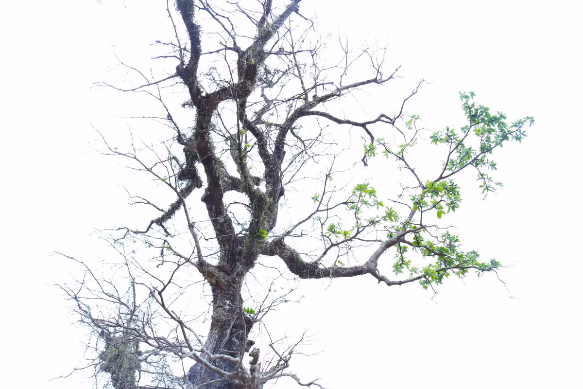 Với người chơi cây cảnh, lộc vừng là loại cây quý, sẽ mang lại nhiều may mắn, tài lộc cho gia chủ. Ảnh: Tiền phong