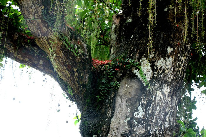 Có khách từng trả giá 500 triệu đồng nhưng dân bản họp và quyết chỉ đồng ý ‘đổi’ cây lộc vừng với điều kiện người mua phải mở rộng con đường 1km từ Quốc lộ 48D vào bản, để thuận tiện cho việc đi lại của người dân. Ảnh: Baonghean