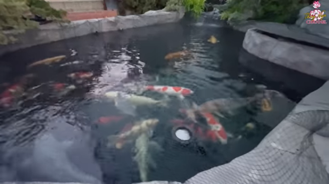 Bên cạnh cây cối, Bằng Kiều còn đầu tư cả một hồ cá Koi rộng hàng chục mét vuông, với giá trị lên đến cả trăm ngàn đô. Ảnh chụp màn hình