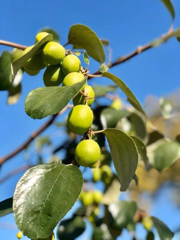 Các loại cây trong vườn đều không sử dụng hoá chất và sai trĩu quả. Ảnh: FBNV