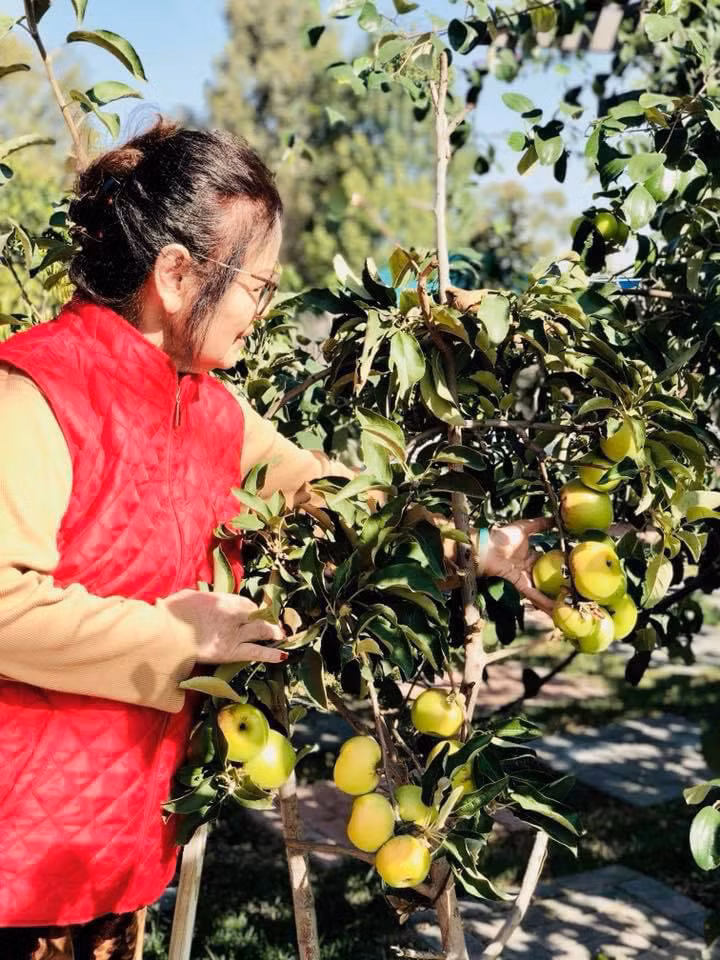 Vườn nhà Bằng Kiều còn trồng rất nhiều hoa quả như bưởi, khế, táo, hoa hồng, hoa lan... Ảnh: FBNV