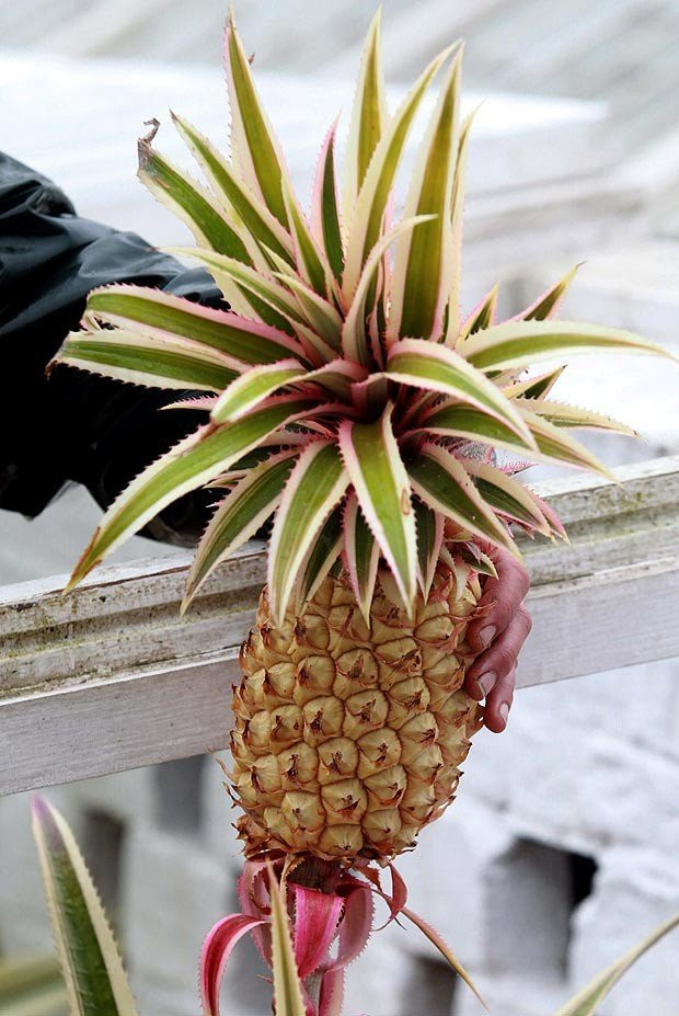 Dứa Heligan ra đời vào tháng 10/1997 đồng thời là món quà dâng tặng cho Nữ hoàng Anh Elizabeth II nhân dịp kỷ niệm 50 đám cưới của bà. Ảnh: The Telegraph