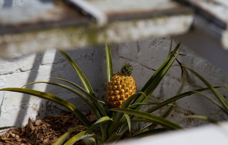 Dứa có giá tới 300 triệu đồng/quả là bởi người trồng áp dụng phương pháp tự nhiên, không chất kích thích và phải mất 5 năm cây dứa Heligan mới trưởng thành. Sau đó, phải đợi thêm 2 năm nữa mới có thể thu hoạch. Ảnh: Printest