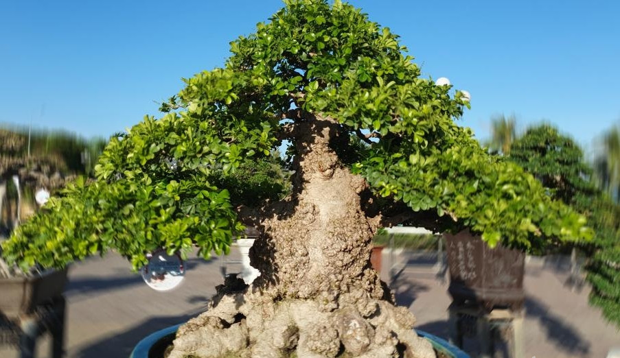 Cây dáng trực, bố cục hài hòa, vừa có dáng vẻ mạnh mẽ lại toát lên vẻ tinh tế, uyển chuyển. Ảnh: Báo giao thông