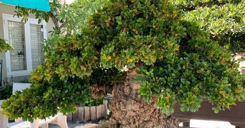 Dù hơn 100 năm tuổi, cây ngâu cổ thụ vẫn thường xuyên khoe sắc hoa vàng, rất thơm. Ảnh: Thuonghieusanpham