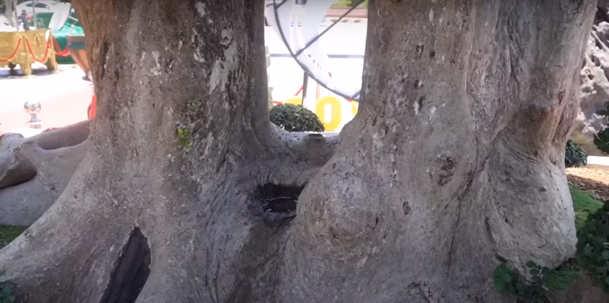 Không ai biết chính xác cây duối bao nhiêu tuổi nhưng nhìn vào gốc cây, nhiều ước chừng phải lên đến cả nghìn năm. Đường kính gốc cây lên tới hơn 1 mét.